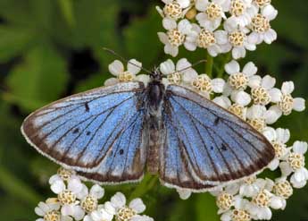 Phengaris teleius Brgstr. adulte - �Daniel Morel