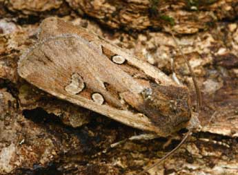 Euxoa temera Hb. adulte - �Daniel Morel