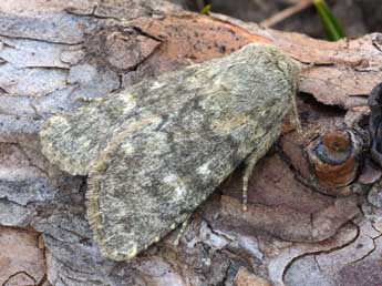 Dasypolia templi Thnbg adulte - �Daniel Morel