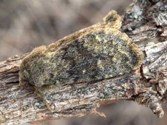 Dasypolia templi Thnbg adulte - �Daniel Morel