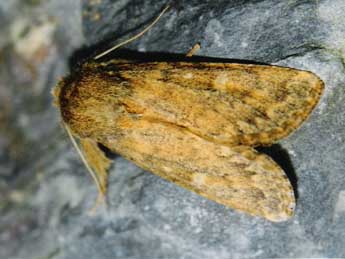 Dasypolia templi Thnbg adulte - �Jo�l Leblond