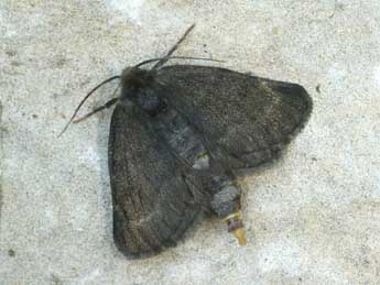 Sciadia tenebraria Esp. adulte - �Daniel Morel