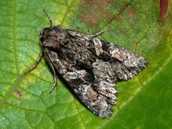 Dryobotodes tenebrosa Esp. adulte - �Philippe Mothiron