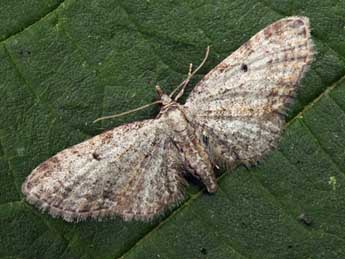 Eupithecia tenuiata Hb. adulte - �Daniel Morel