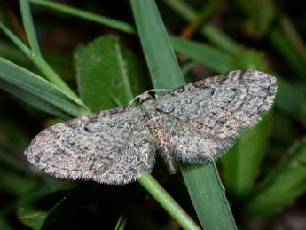 Eupithecia tenuiata Hb. adulte - �Philippe Mothiron