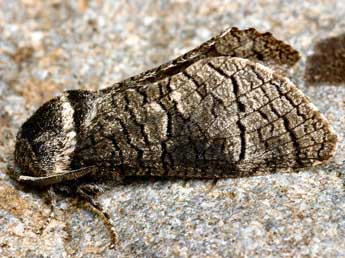 Acossus terebra D. & S. adulte - �Daniel Morel