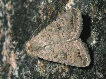 Caradrina terrea Frr adulte - �Jean-Pierre Lamoline