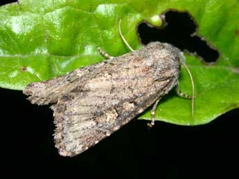 Luperina testacea D. & S. adulte - �Philippe Mothiron