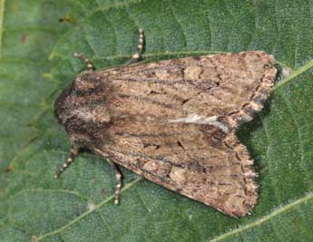 Luperina testacea D. & S. adulte - �Philippe Mothiron