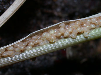  Oeuf de Luperina testacea D. & S. - �Philippe Mothiron