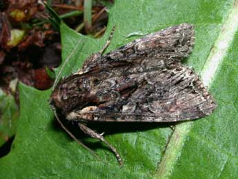 Lacanobia thalassina Hfn. adulte - �Philippe Mothiron