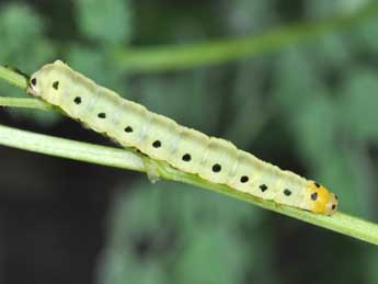  Chenille de Calyptra thalictri Bkh. - �Philippe Mothiron