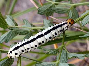  Chenille de Calyptra thalictri Bkh. - �Daniel Morel