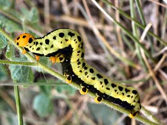  Chenille de Calyptra thalictri Bkh. - �Daniel Morel