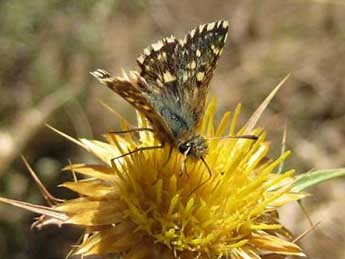 Spialia therapne Rbr adulte - �Vincent Lefebvre