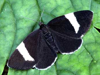 Baptria tibiale Esp. adulte - �Daniel Morel