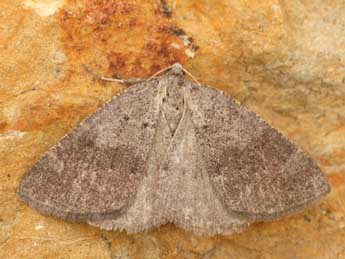 Pachycnemia tibiaria Rbr adulte - �Daniel Morel