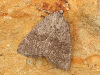 Pachycnemia tibiaria Rbr adulte - �Daniel Morel