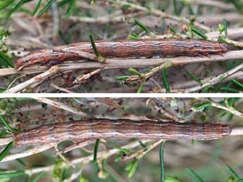  Chenille de Pachycnemia tibiaria Rbr - �Jean-Paul Coat