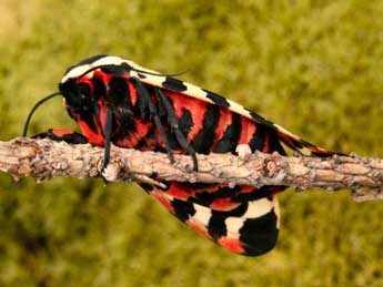 Arctia tigrina Vill. adulte - �Daniel Morel