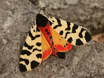 Arctia tigrina Vill. adulte - �Daniel Morel