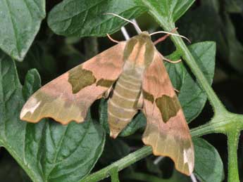 Mimas tiliae L. adulte - �Philippe Mothiron