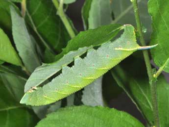  Chenille de Mimas tiliae L. - �Philippe Mothiron