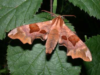 Mimas tiliae L. adulte - �Philippe Mothiron