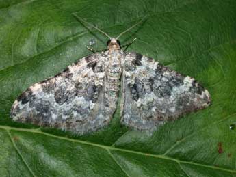 Epirrhoe timozzaria Const. adulte - �Philippe Mothiron