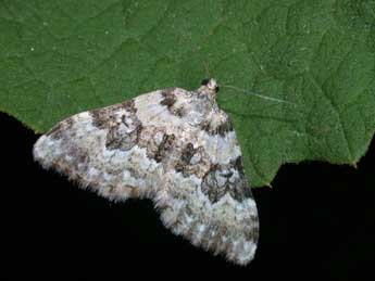 Epirrhoe timozzaria Const. adulte - �Philippe Mothiron