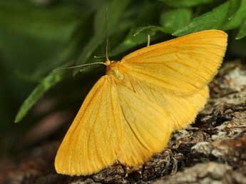 Crocota tinctaria Hb. adulte - �Daniel Morel