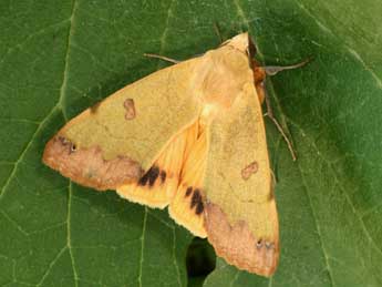 Ophiusa tirhaca Cr. adulte - �Daniel Morel