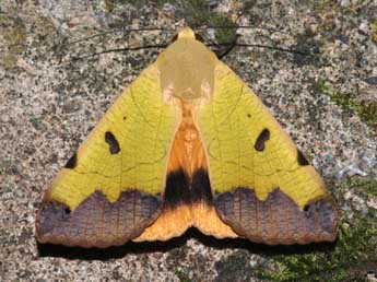 Ophiusa tirhaca Cr. adulte - �St�phane Grenier