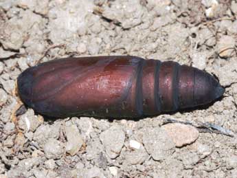  Chrysalide de Ophiusa tirhaca Cr. - �St�phane Grenier