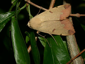 Ophiusa tirhaca Cr. adulte - �Philippe Mothiron