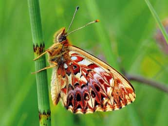 Boloria titania Esp. adulte - �Jean-Fran�ois Maradan