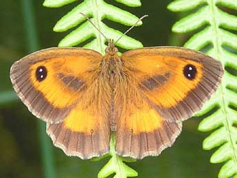 Pyronia tithonus L. adulte - �Catherine Wellings