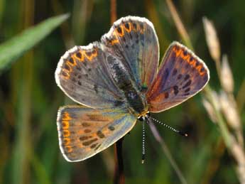 Lycaena tityrus Poda adulte - �Fran�ois Spill
