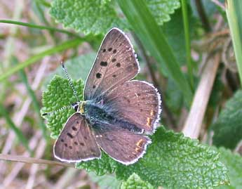 Lycaena tityrus Poda adulte - �Philippe Mothiron
