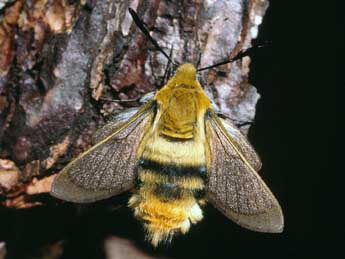 Hemaris tityus L. adulte - �Serge Wambeke