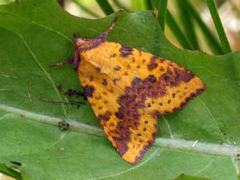 Xanthia togata Esp. adulte - �Daniel Morel