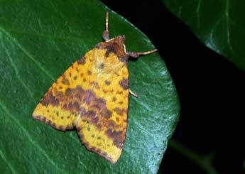 Xanthia togata Esp. adulte - �Philippe Mothiron