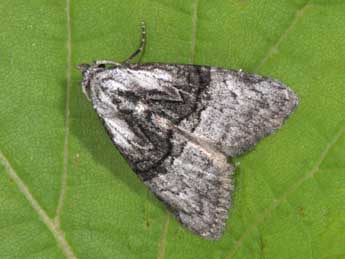 Meganola togatulalis Hb. adulte - �Philippe Mothiron