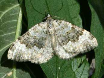 Coenotephria tophaceata D. & S. adulte - �Eric Sylvestre