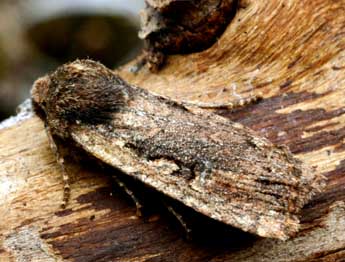 Conistra torrida Led. adulte - �Daniel Morel