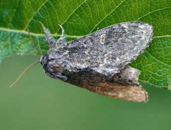 Notodonta torva Hb. adulte - �Daniel Morel