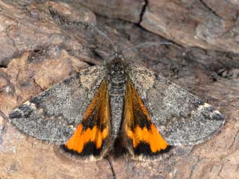 Boudinotiana touranginii Berce adulte - �Alexis Borges