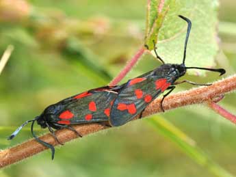 &copy;Philippe Mothiron. Zygaena transalpina Esp.