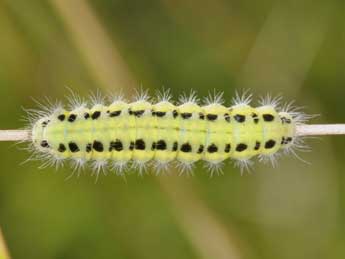  Chenille de Zygaena transalpina Esp. - �Philippe Mothiron