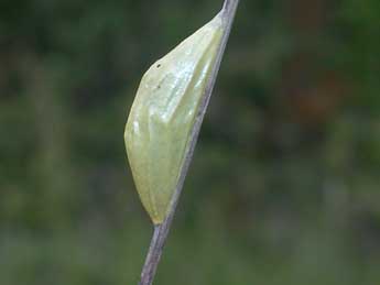  Chrysalide de Zygaena transalpina Esp. - �Philippe Mothiron